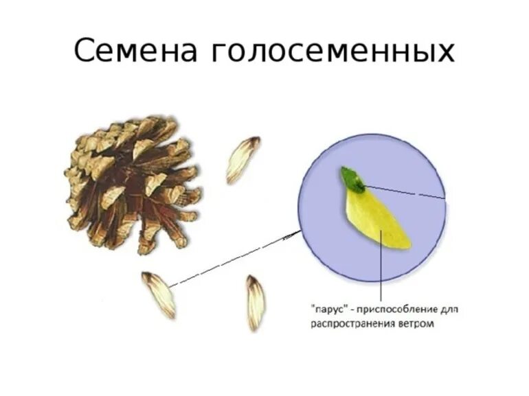 Назовите строение голосеменных. Семя шишки сосны строение. строение семени сосны обыкновенной рисунок. строение семени сосны обыкновенной. внешнее строение семени сосны.