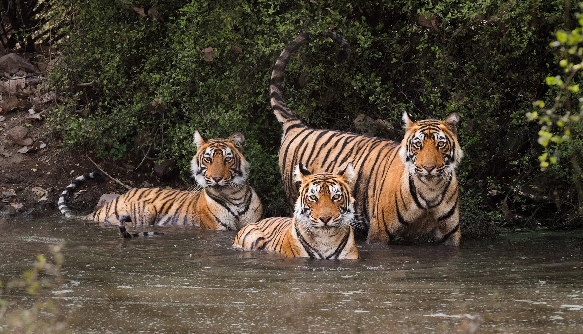 Национальный парк Рантхамбор тигры. Тигр в Индии. Бенгальский тигр Индия. Стая тигров. Тигр образует реку