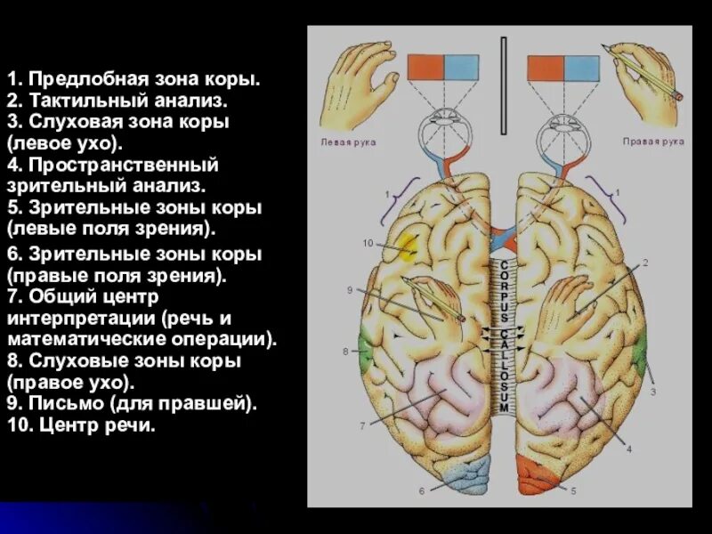 В какой зоне расположена слуховая зона. Корковый зрительный центр. Зрительная зона коры. Подкорковые и корковые зрительные центры. Подкорковые зрительные центры расположены.