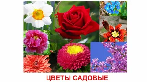 Садовые цветы для детей