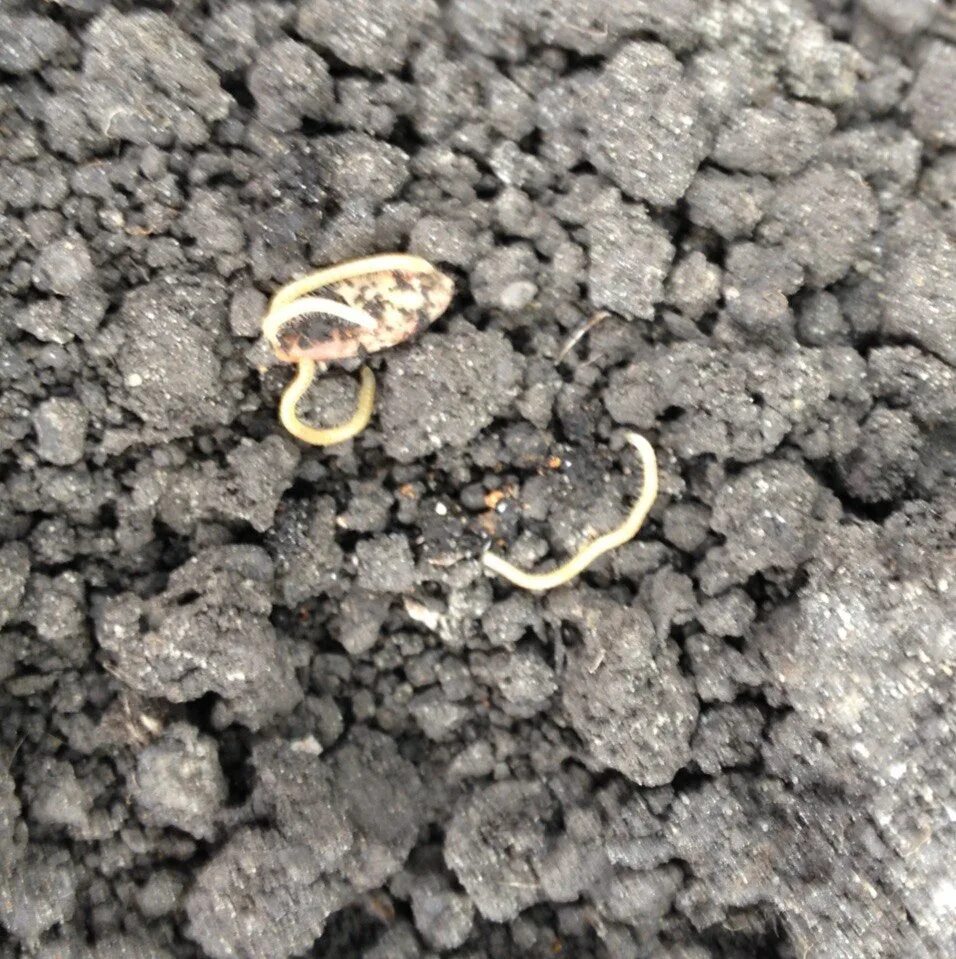 Маленький белый червячок в земле. Личинки жука скосаря. Белые личинки проволочника. Червь нематода земляной. Белые червячки в земле комнатных растений.