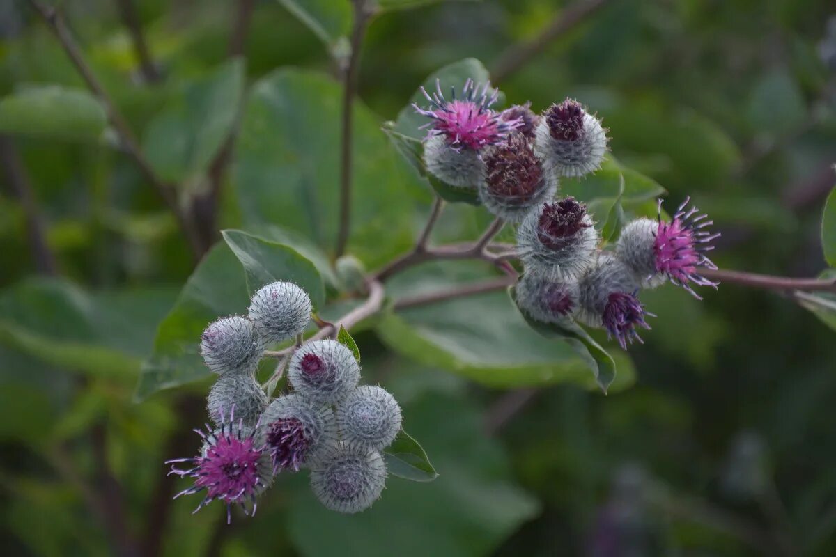 репейник lappa. репейник луговой. репейник медонос. лопух большой репейник. лопух большой - arctium lappa l.