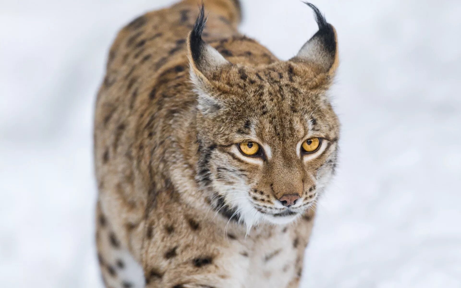 Рысь Линкс. Рысь Felis Lynx. Сибирская Рысь. Бобкэт Рысь.