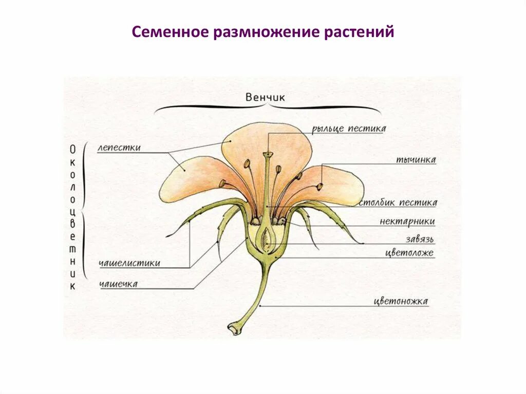 Покрытосеменные имеют органы. Строение цветка покрытосеменных растений. Покрытосеменные растения схема строения. Строение цветка венчик. Схема строения цветка покрытосеменных.