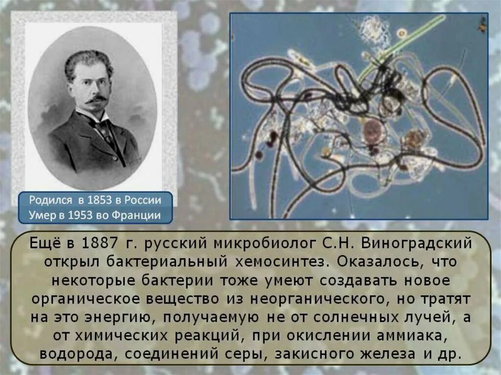 Хемосинтез открыл в 1887. Хемосинтез презентация. Хемосинтез бактерий. Виноградский хемосинтез.