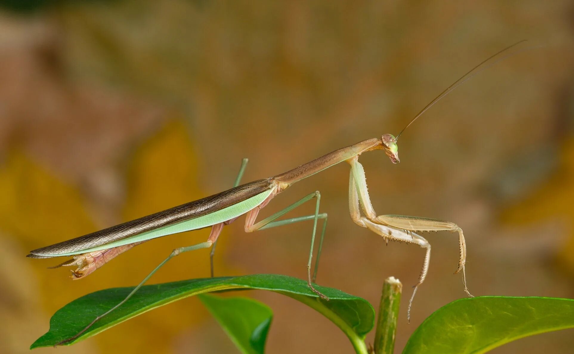 Отряд Богомоловые (Mantoptera). Богомол обыкновенный. Богомол Tenodera. Tenodera sinensis. Крупный богомол