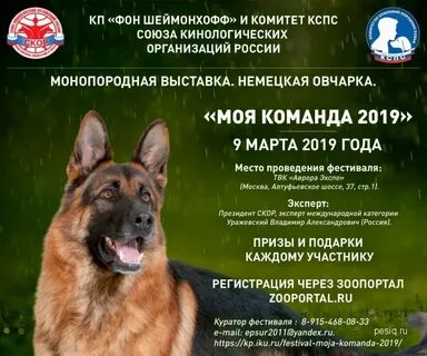 Выставка немецких овчарок иркутск 06.07 2024 зоопортал