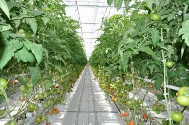 Работа теплицах белгороде. Теплицы белогорья белгород. Тепличный комплекс теплицы белогорья. Тепличный комплекс в белгородской области. Белгородские теплицы новосадовый.