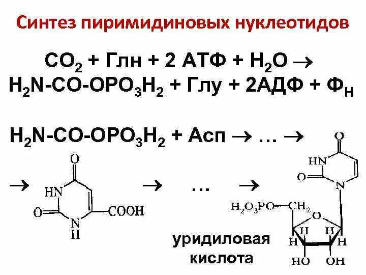 Атф н2о. ГЛН + со2 + 2атф→ карбамоилфосфат +глу + 2адф + РН. Синтез АСП. Синтез ГЛН. Синтез пиримидиновых.