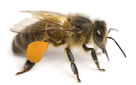 Honey bee pollen