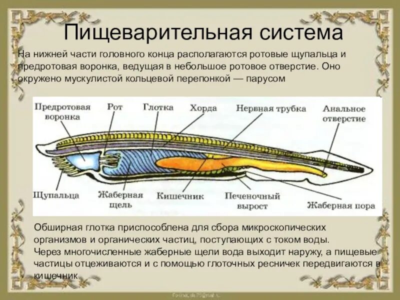 Тип хордовые дыхание