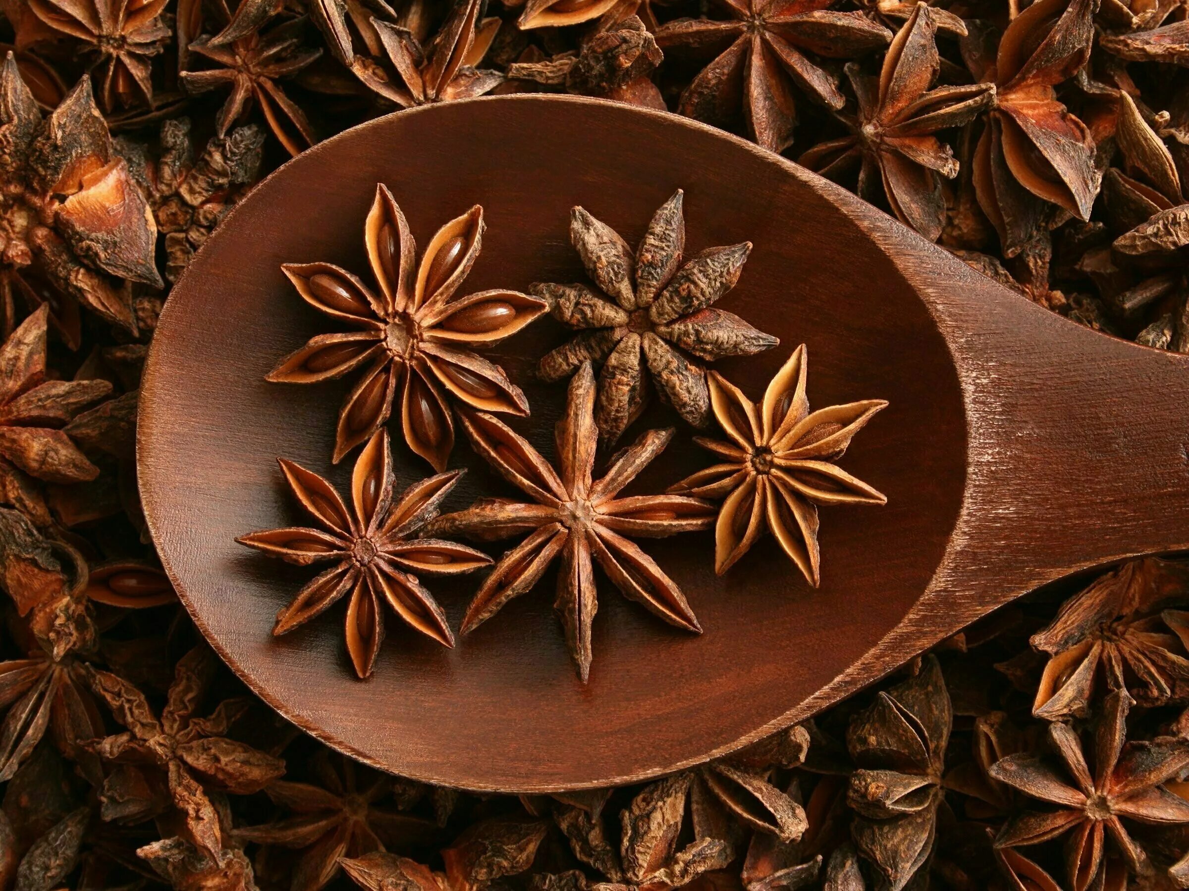 чем полезен анис. бадьян звездчатый свойства. бадьян звездчатый полезные свойства. бадьян звездчатый семена. бадьян звездчатый свойства.