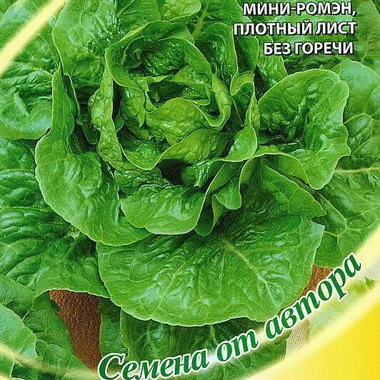 Салат листовой московский парниковый. Листовой салат без горечи. Сорта салата. Сорта салата листового без горечи. Салат листовой сорта для открытого грунта.