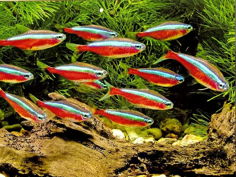 Красный неон рыбка аквариумная. Микрорасбора галактика. Ириатерина вернера рыбка. Красный неон рыбка аквариумная. Неон красный (paracheirodon axelrodi) м.