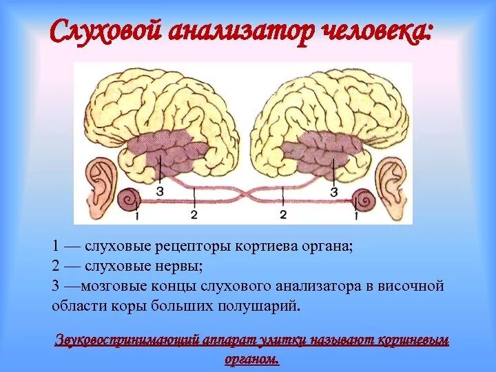 Строение слухового анализатора 8 класс биология. Наружный отдел слухового анализатора. Периферический отдел слухового анализатора состоит. Структура слухового анализатора человека. Организация слухового анализатора.
