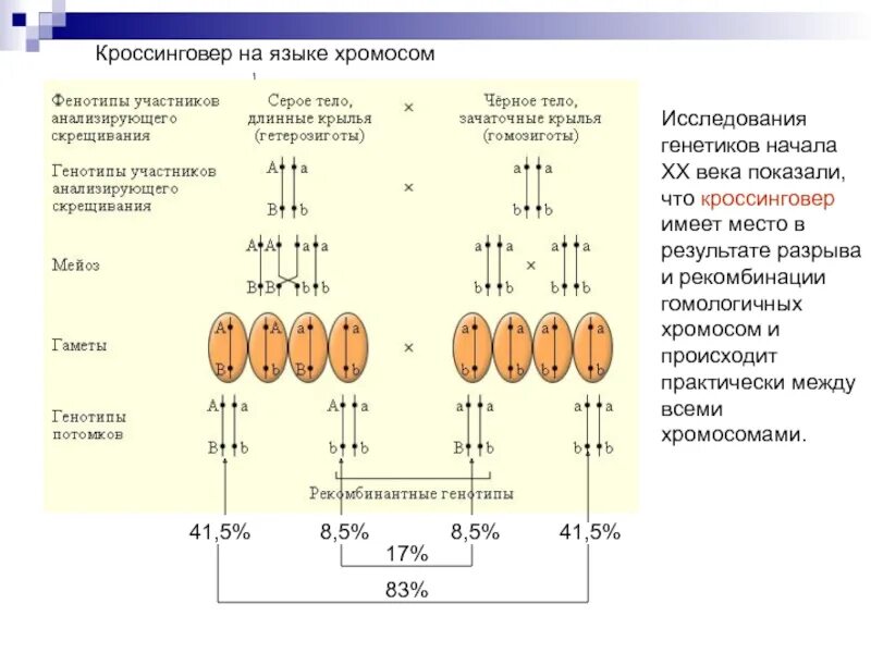 Анализирующее скрещивание кроссинговер. Скрещивание кроссинговер. Сцепленное наследование (полное и неполное сцепление. Кроссинговер при сцепленном наследовании. Анализирующее скрещивание при неполном сцеплении.