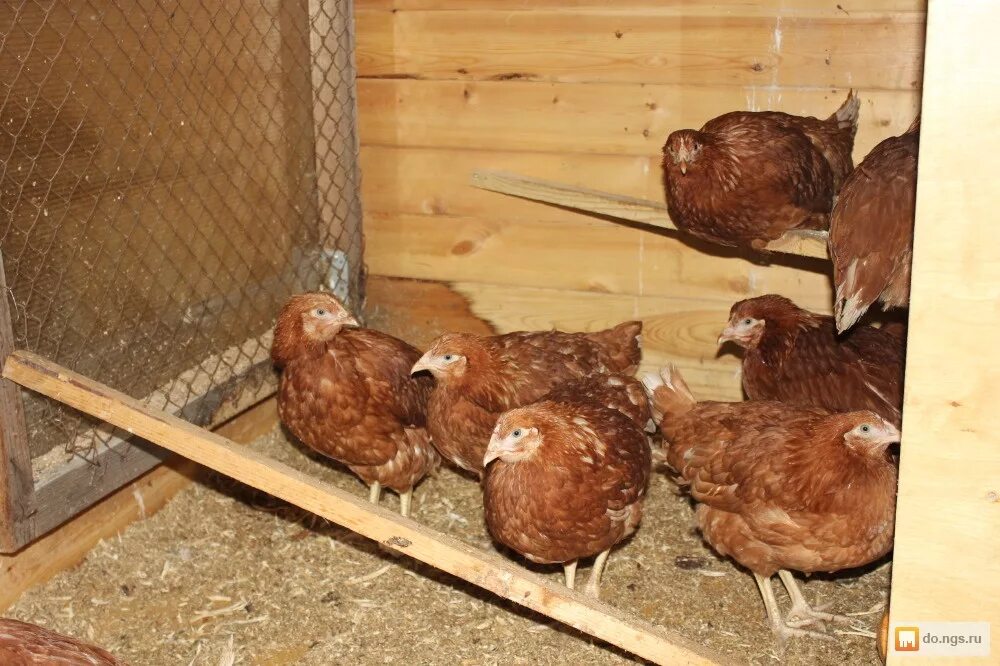Цыплята Ломан Браун. Цыплята Ломан Браун 3 месяца. Цыплята 2 мес Ломан Браун. Ломан Браун 3.5. Куры 2 месяца