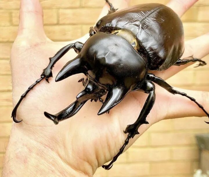 Кусается ли жук носорог. Африканский жук носорог. жук megasoma actaeon. жук-носорог пластинчатоусые.