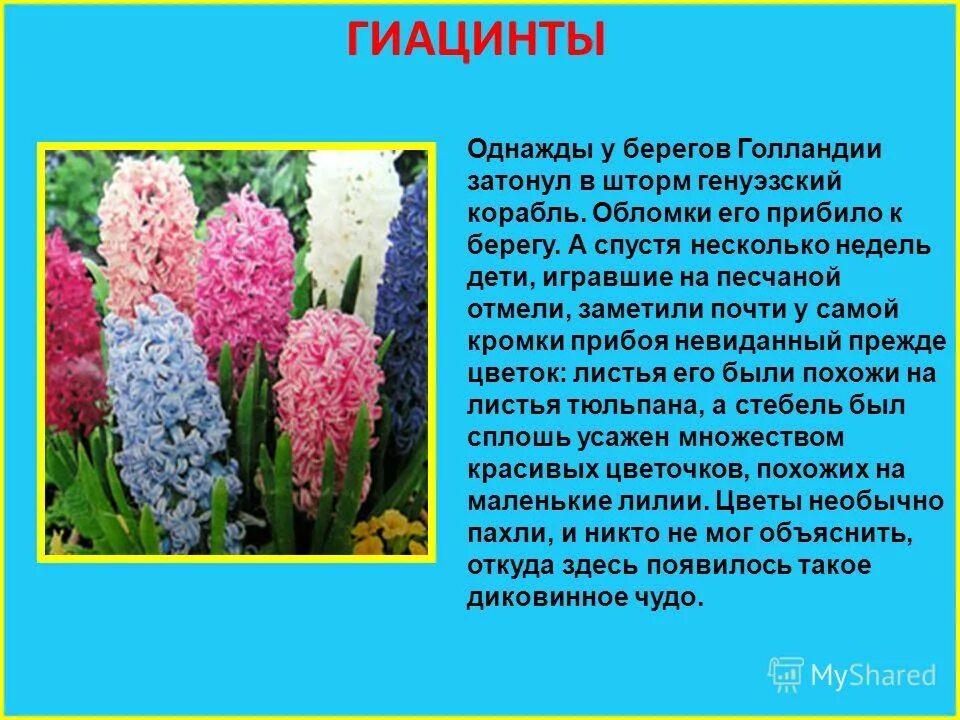 Легенды о цветах. Рассказ о цветах. Легенды и поверья весенних цветов. Легенды о растениях весеннего цветника. Легенда какая красивая