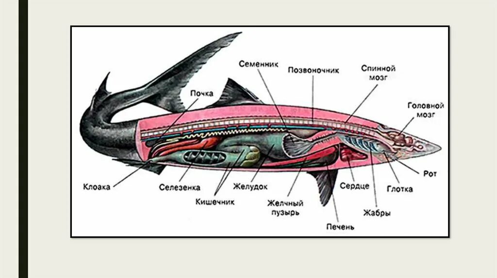 Пищеварительная система класса рыб. Пищеварительная система система хрящевых рыб. Пищеварительная система хрящевых рыб схема. Хрящевые рыбы внешнее строение и внутреннее строение. Пищеварительная система осетровых рыб.