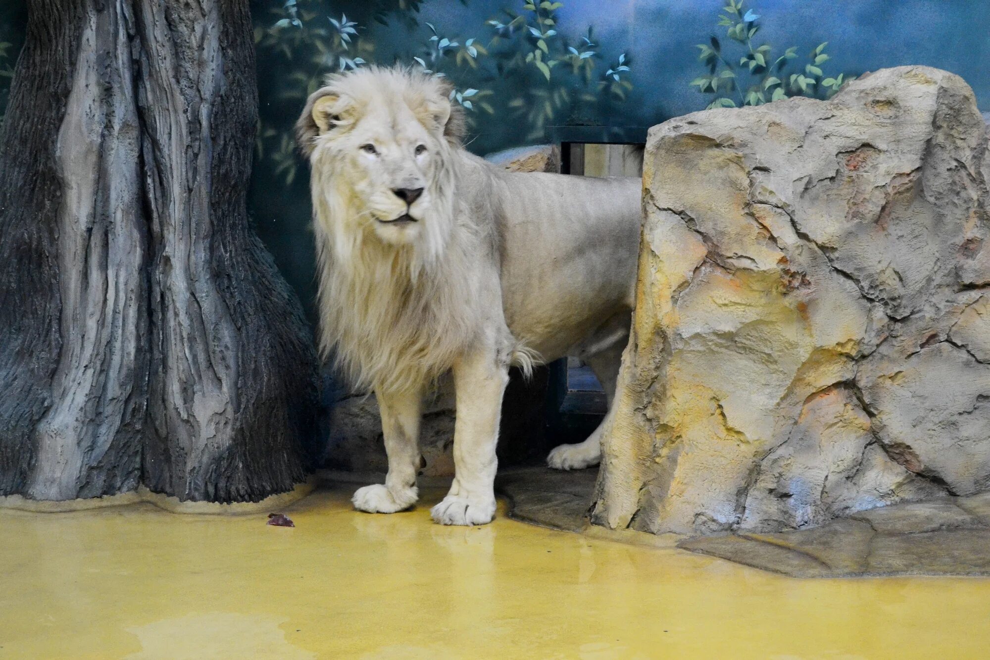 Последний зоопарк. Новый зоопарк казань река замбези. Карельский зоопарк львицы. Последний зоопарк. Последний зоопарк.