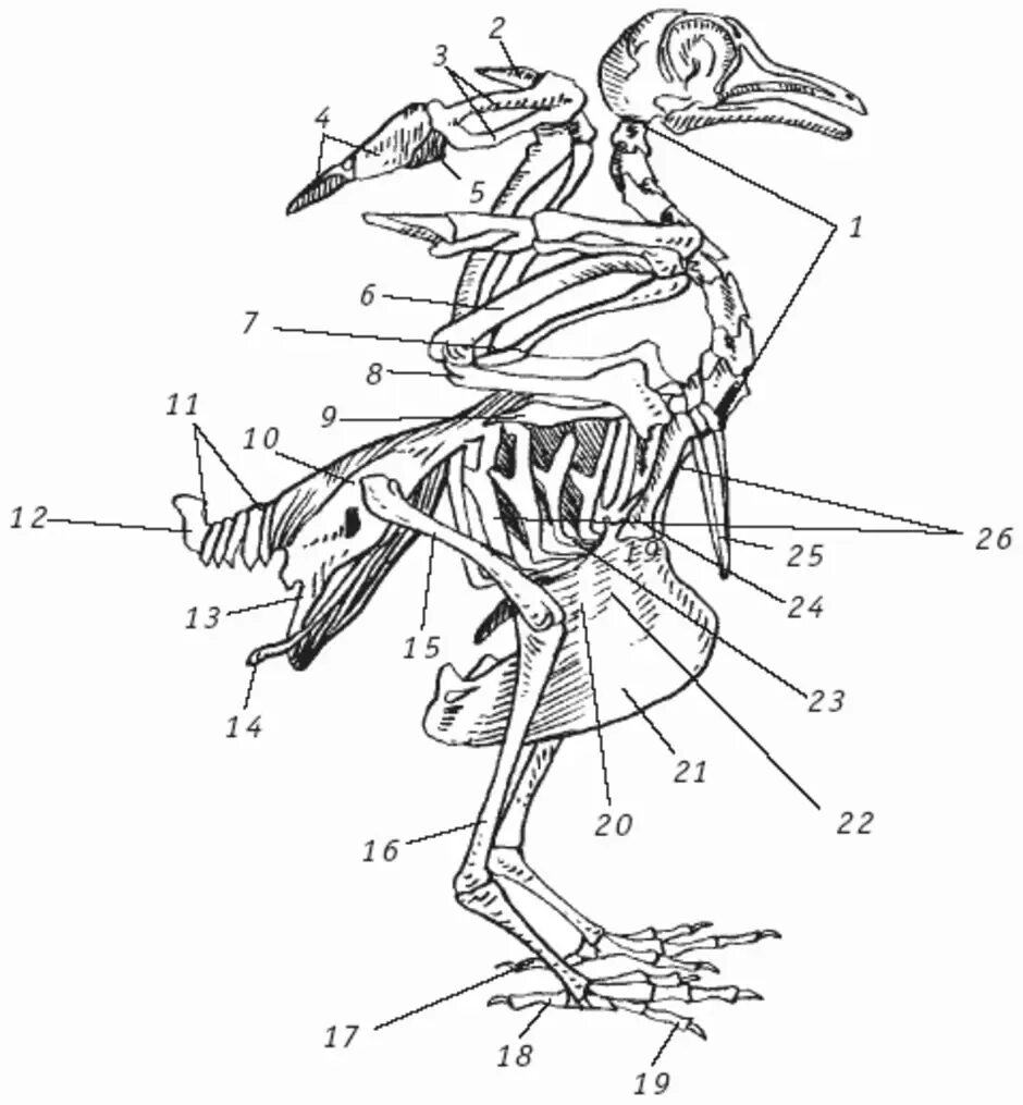 Строение скелета сизого голубя. Строение скелета птицы голубя. Внутреннее строение голубя скелет. Скелет сизого голубя биология 7. Особенности строения скелета в жизни птицы