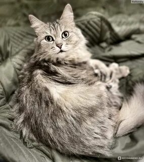 Кошка кашляет глисты