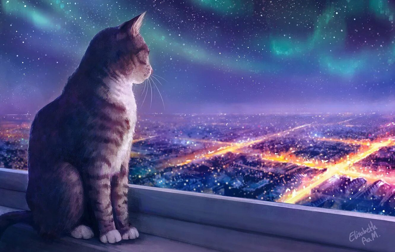 Кот рыжий ночь. Кот ночью. кот и звездное небо. кот на фоне ночного города. коты и звездное небо.