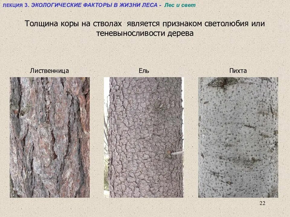 Коры деревьев разных пород. Определение дерева по коре. Описание коры дерева.