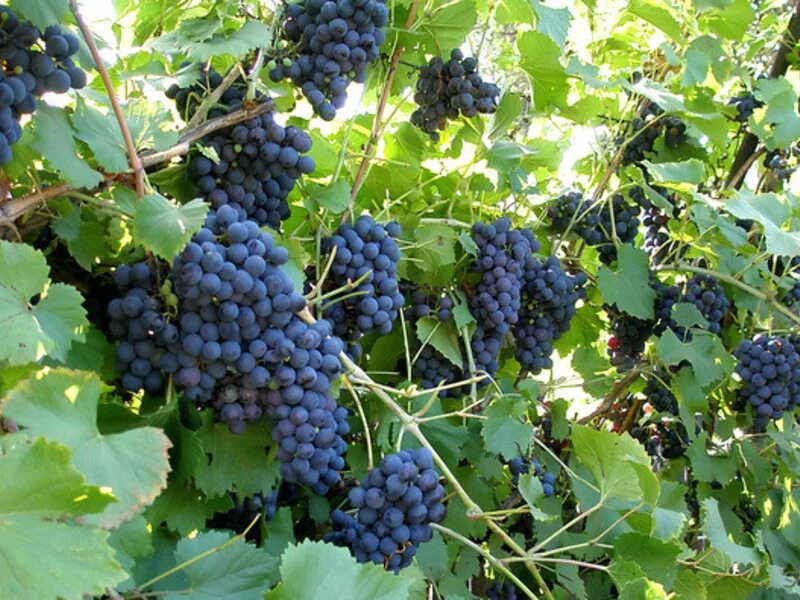 кишмиш супер экстра. молдавия виноград. молдавский виноград. сорт винограда ромео. виноград ромео.