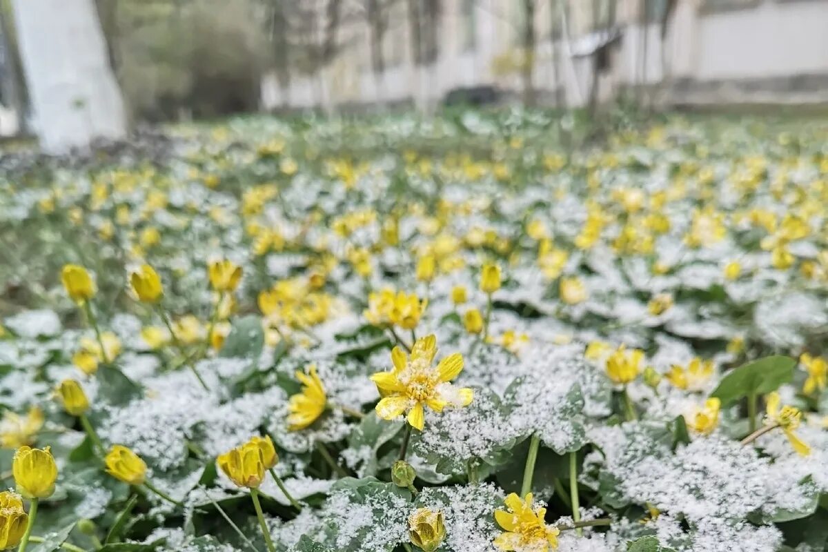 Заморозки в апреле.