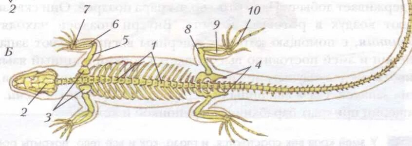 Скелет пресмыкающихся. Скелет пресмыкающихся 7 класс. Скелет пресмыкающихся биология. Скелет пресмыкающихся без подписей. Строение ящерицы 7 класс