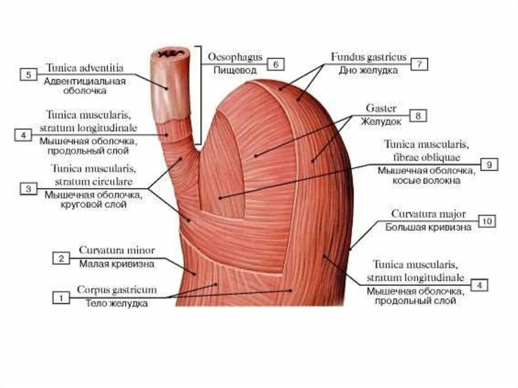 Части органа желудка. Строение мышечной оболочки желудка. Мышечная оболочка желудка анатомия. Слои стенки желудка анатомия. Анатомическое строение желудка.