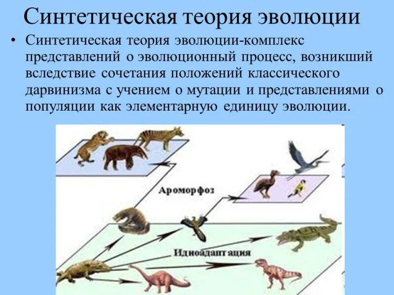 Эволюция что это. Эволюция что это