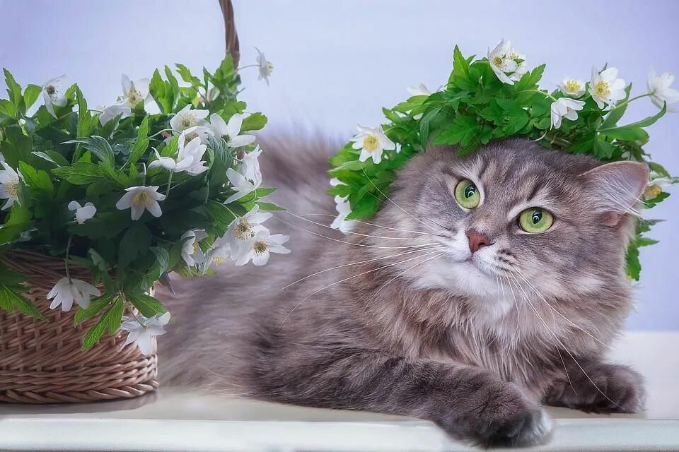 Весенняя кошечка. Сибирский кот беспородным. Кот в цветах. Серые кошки в цветах.
