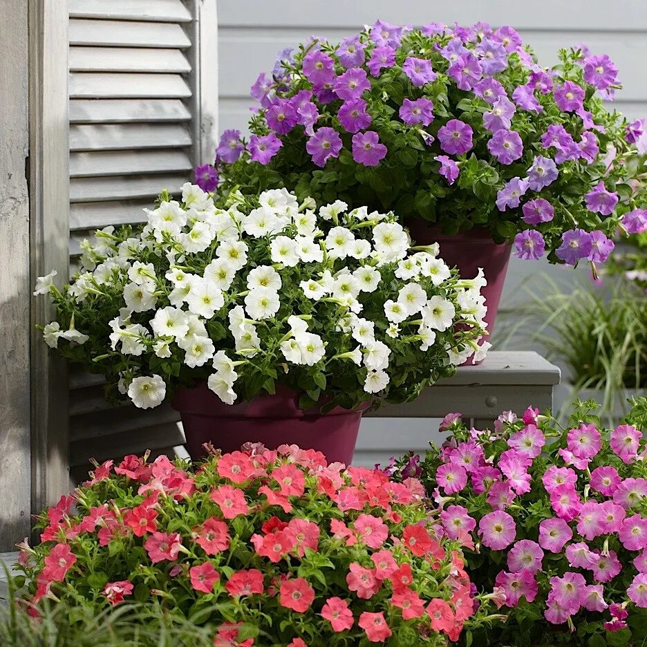 Петуния саксесс сильвер вейн. Петуния ампельная грация. Трилоджи лавандер петуния. Петуния ампельная вельвет f1 салмон. Петунии гибридные ампельные.