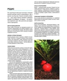 Что сажать после редиски