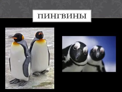 День пингвина презентация