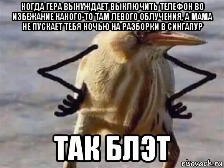 Так то блин. Птица мем. так блин птица. мем птица с руками. так блин птичка мем.