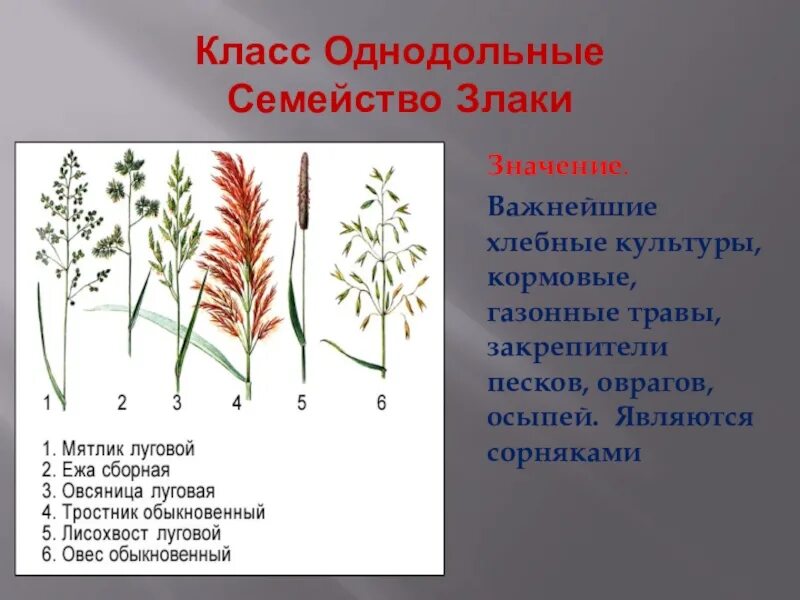 Пырей однодольное или двудольное