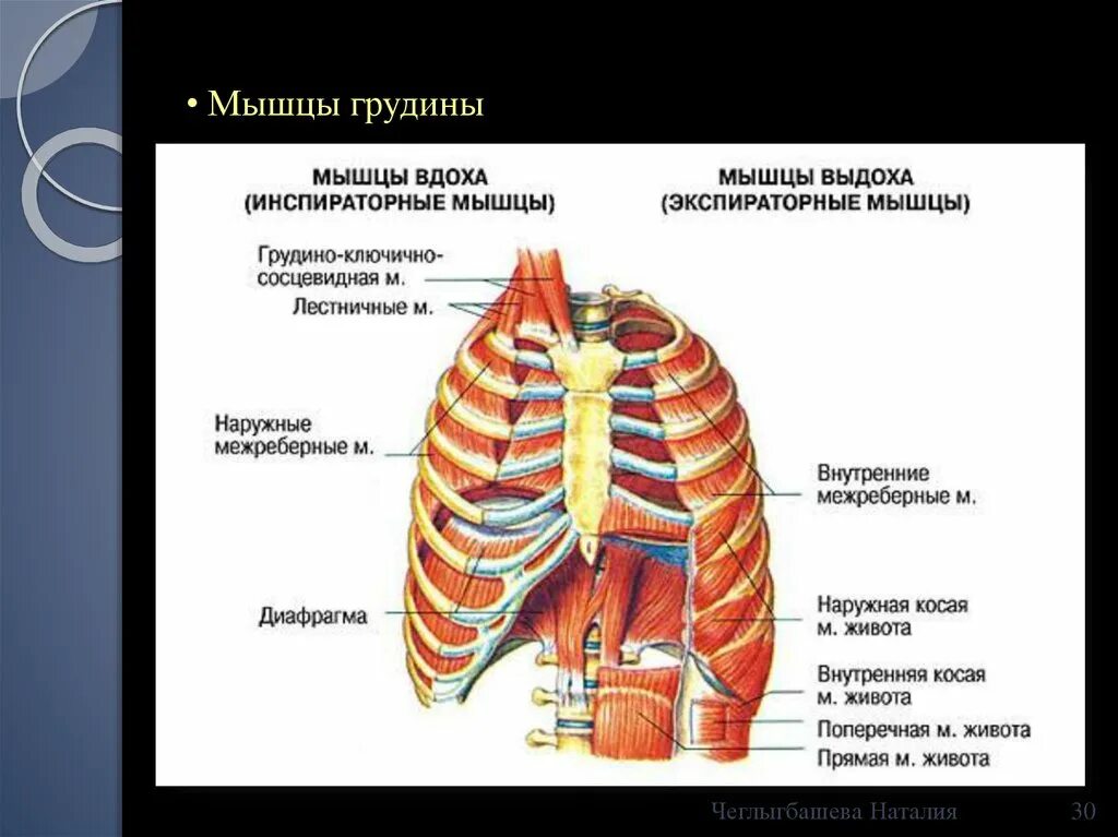 Наружные межреберные мышцы анатомия. Наружные межреберные мышцы дыхание. Мышцы участвующие в акте дыхания. Основные и вспомогательные дыхательные мышцы. Роль грудной клетки в процессе дыхания