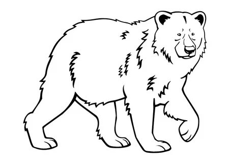 Раскраска для детей Раскраска взрослый мишка скачать бесплатно Adult Bear colori
