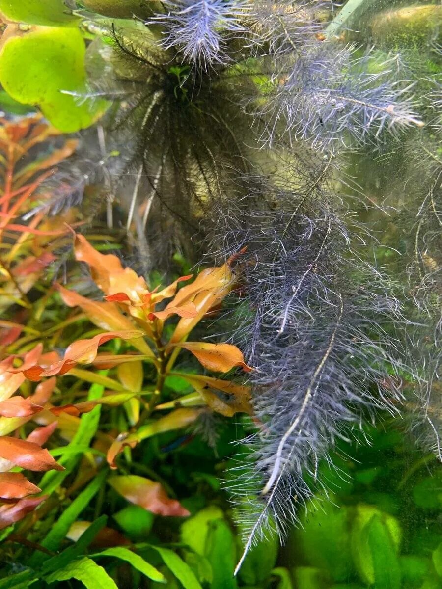 Темные водоросли. Водоросли черная борода. Водоросли нитчатка. Чёрная борода водорасли. Черная борода водоросли в аквариуме.