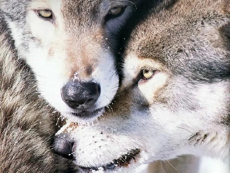 Pin en wolves