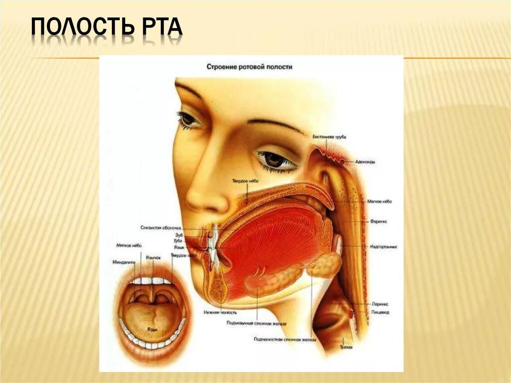 Задняя полость рта. Ротовая полость анатомия человека атлас. Строение ротовой полости. Строение ротовой полостт. Строение РО овой полости.