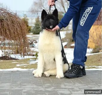 Питомники американских