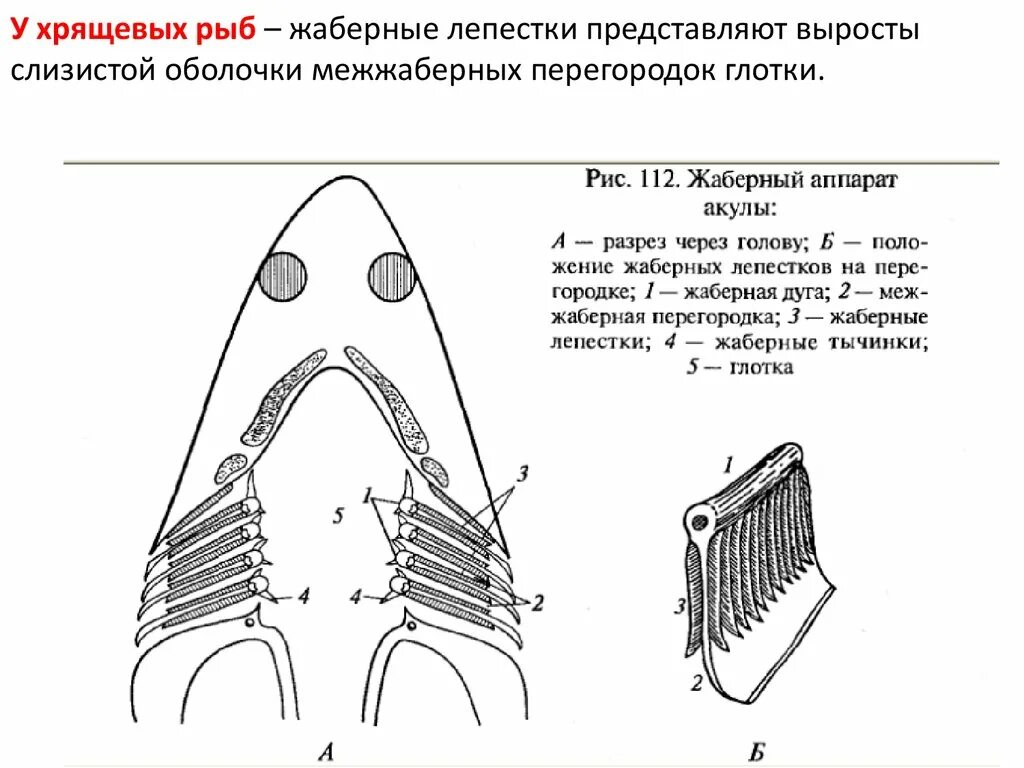 Какую функцию выполняют жабры у китовой акулы. Дыхательная система хрящевых рыб схема. Схема жаберного аппарата костистой рыбы. Дыхательная система костных и хрящевых рыб. Строение дыхательной системы у хрящевых рыб.