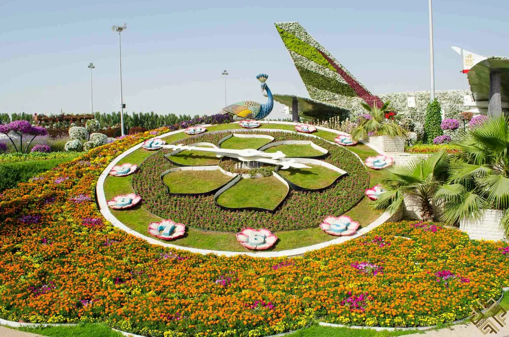 Дубайский парк. Миракл Гарден Дубай. Флауэрс Гарден парк Дубай. Миракл Гарден парк цветов Дубай. Дубай парк Гарден Павлины.