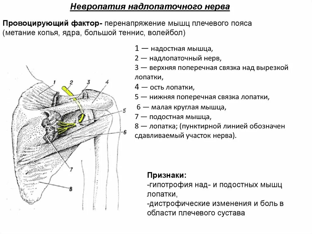 Надлопаточный нерв