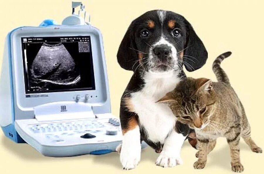 санитар ветеринарный. круглосуточные животные. щенки и собаки. чехословацкий влчак. вызов ветеринара на дом.